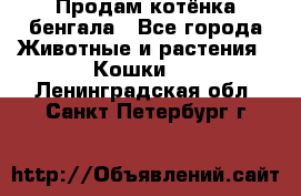 Продам котёнка бенгала - Все города Животные и растения » Кошки   . Ленинградская обл.,Санкт-Петербург г.